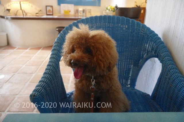 トイプードル 志摩地中海村