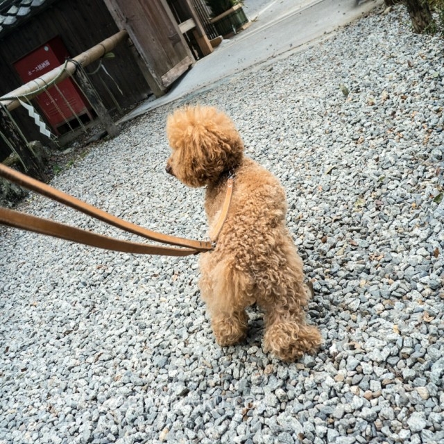 犬と参拝！奈良県吉野山の吉水神社で健康祈願と犬用お守りを授かる。