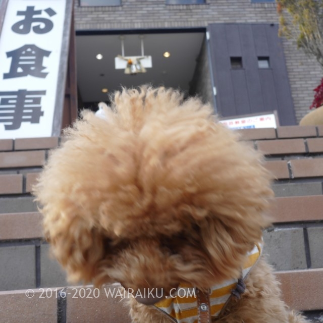 ドッグランとカフェが併設する信楽焼きのお店「大小屋」。