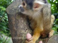 石垣やいま村リスザルの森|200円で1時間楽しむ賢いエサの与え方。