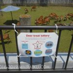 春日大社 鹿苑 子鹿公開