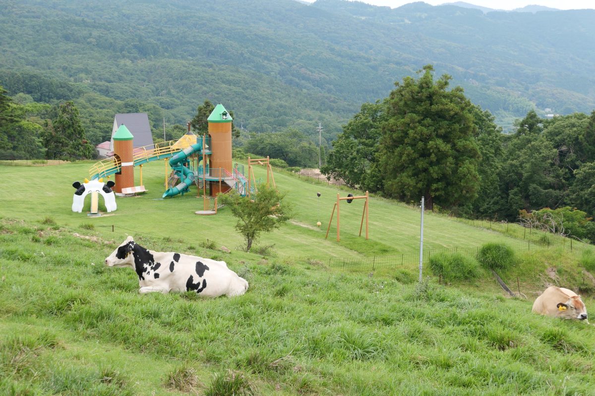 黒澤牧場の牛たち