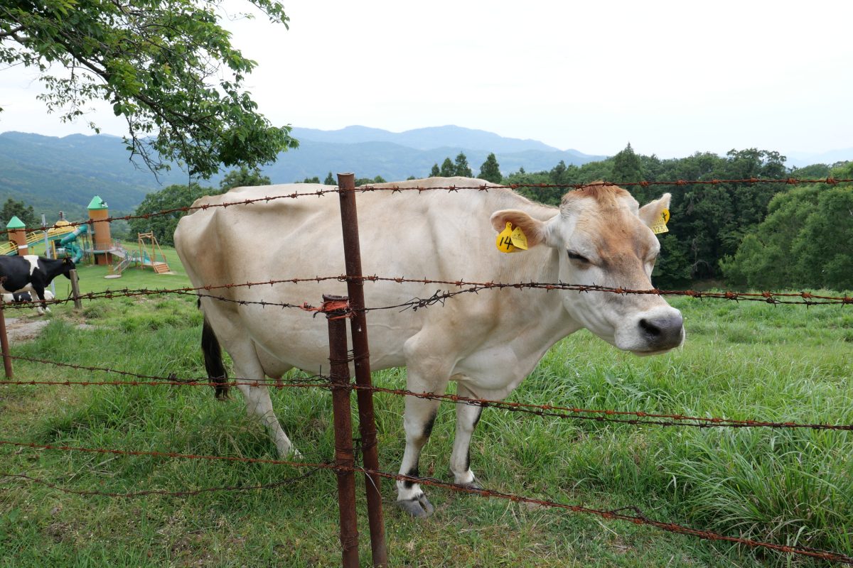 黒澤牧場の牛
