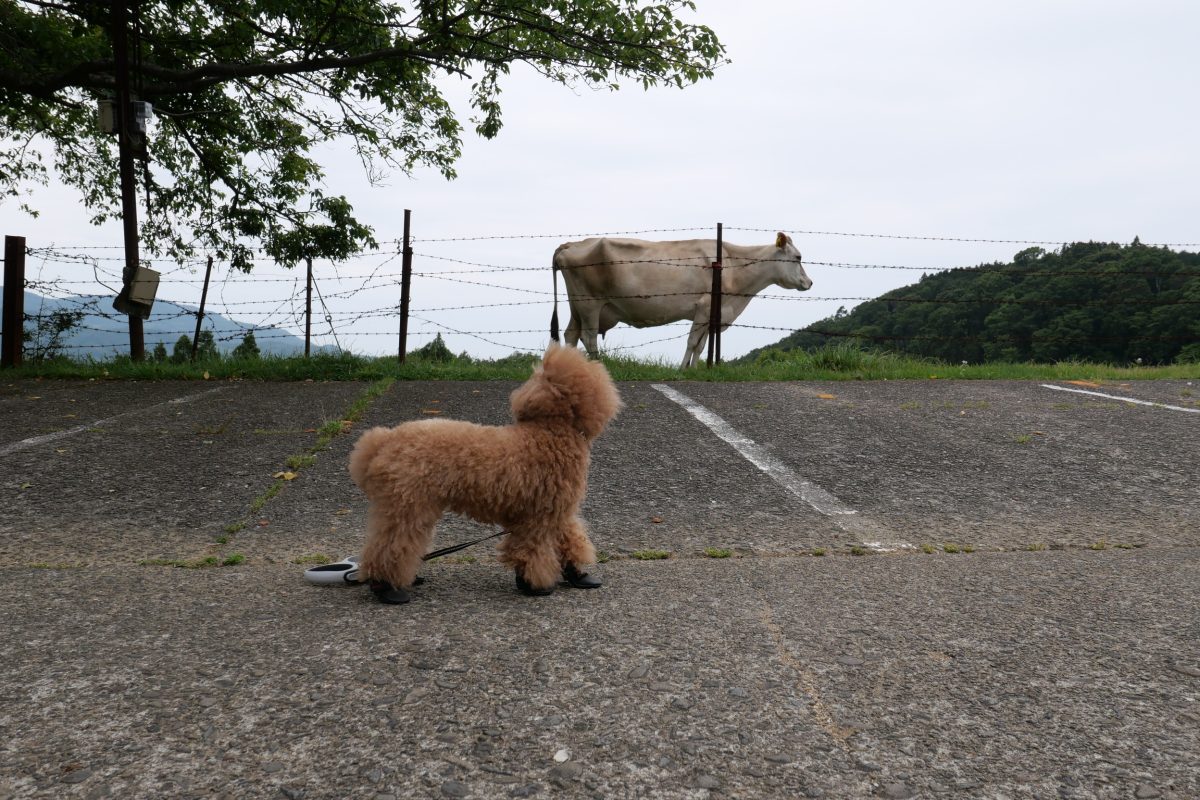 黒澤牧場の牛を見るトイプードル