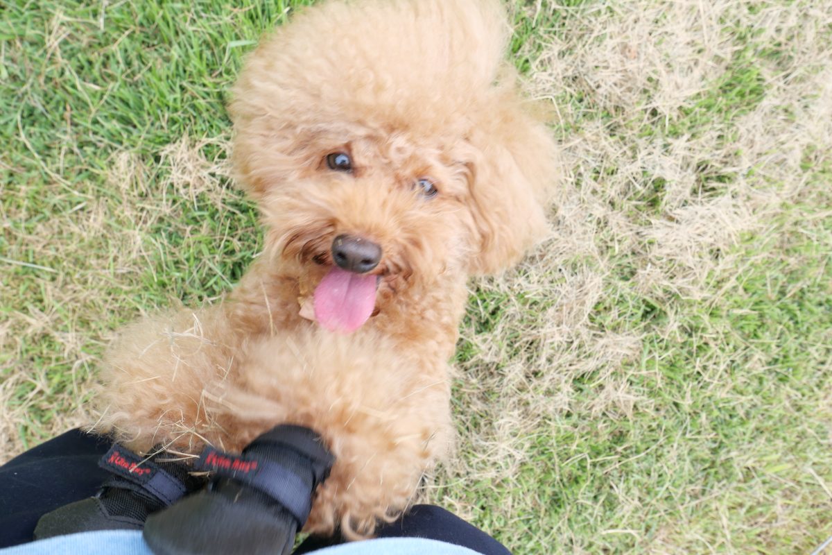 黒沢牧場　犬連れ　ドッグラン