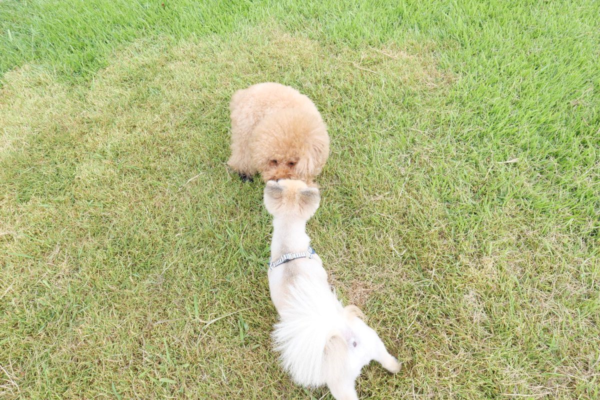 黒沢牧場　犬連れ　ドッグラン