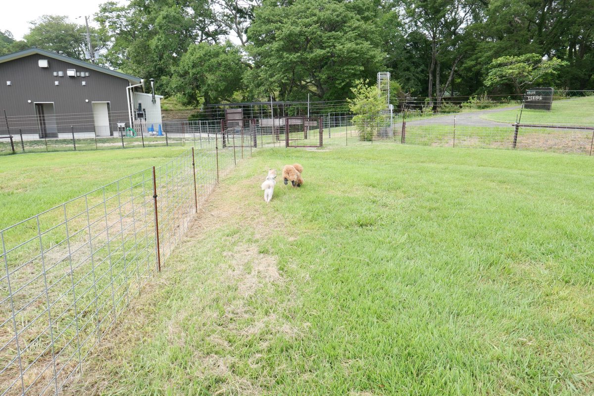 黒沢牧場　犬連れ　ドッグラン