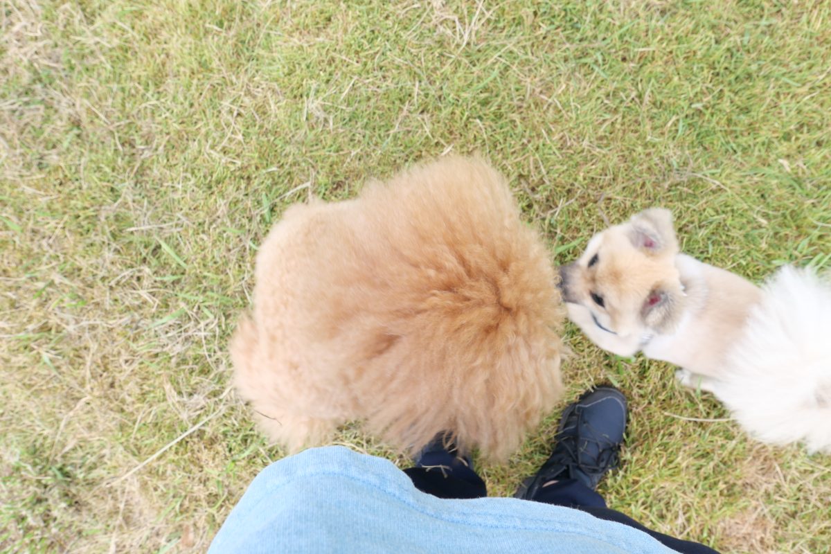 黒沢牧場　犬連れ　ドッグラン