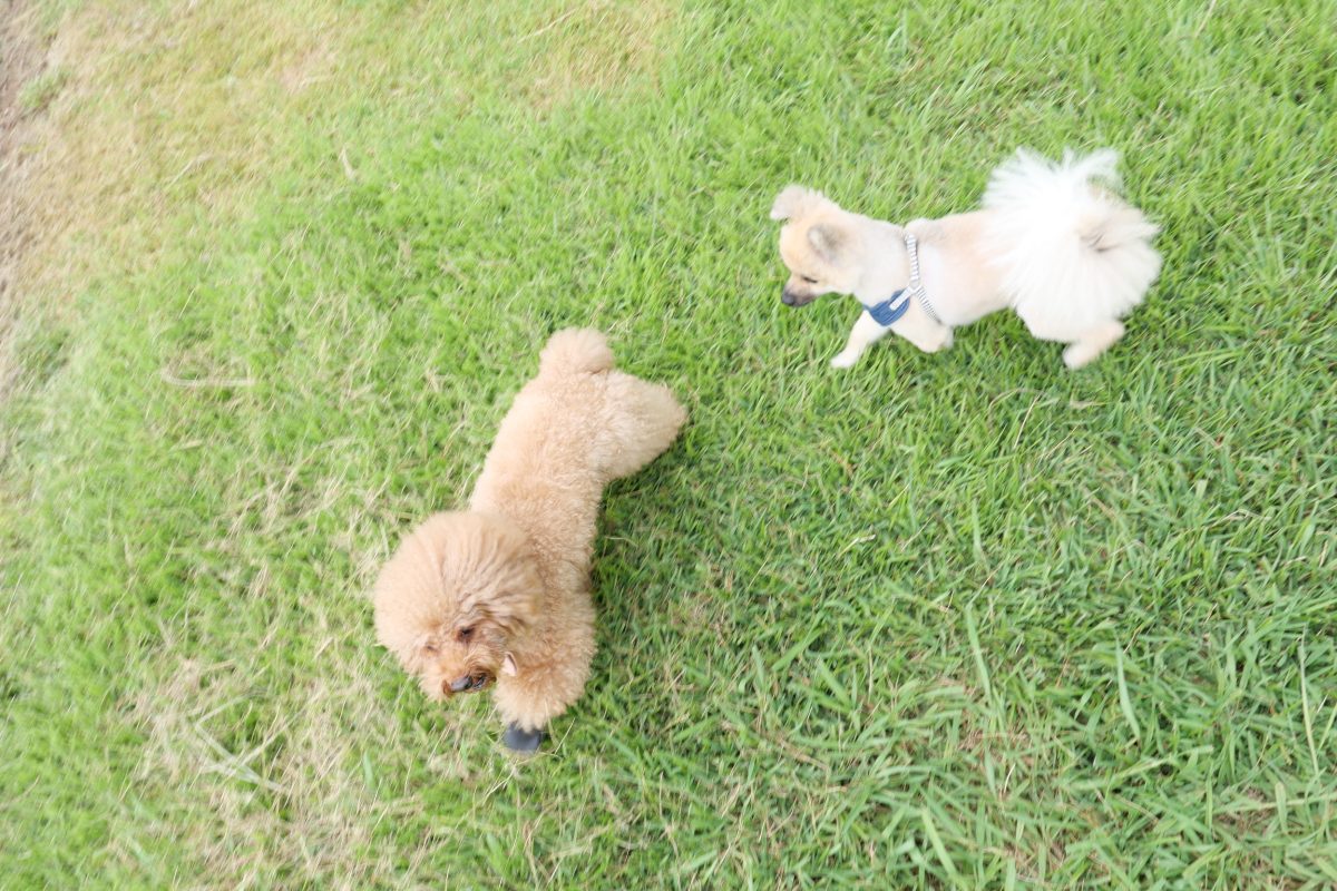黒沢牧場　犬連れ　ドッグラン