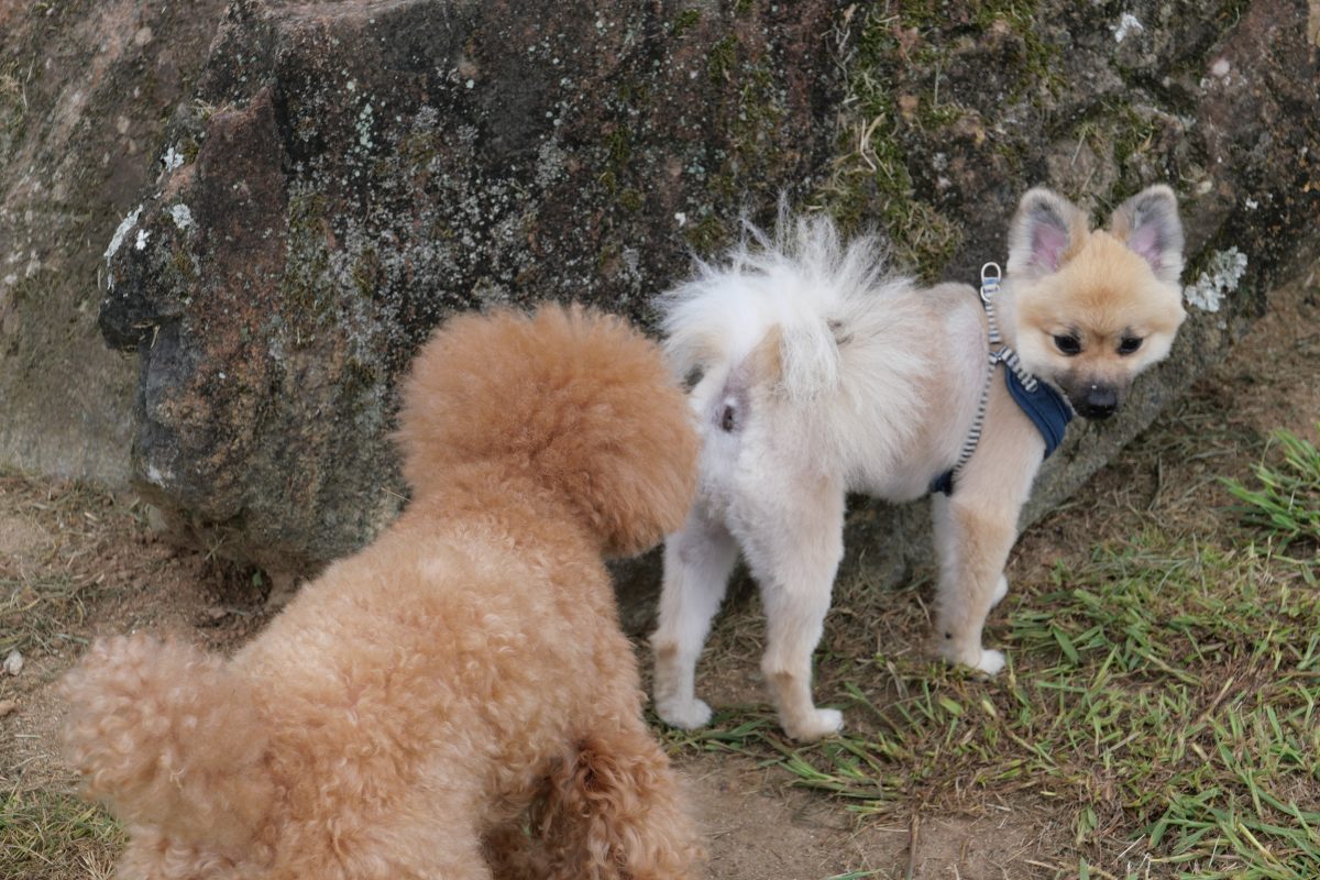 黒沢牧場　犬連れ　ドッグラン
