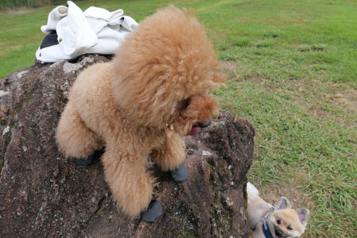 黒沢牧場　犬連れ　ドッグラン