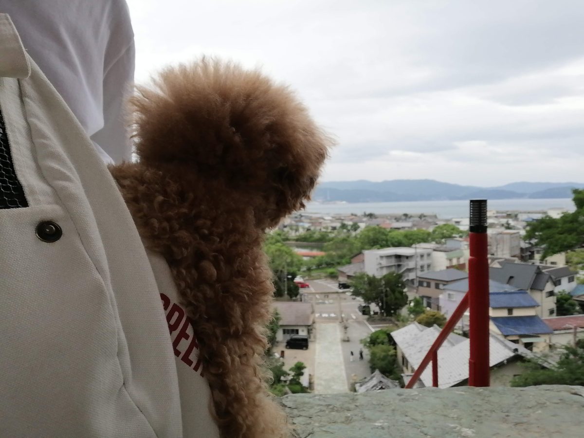 和歌浦天満宮　ペット