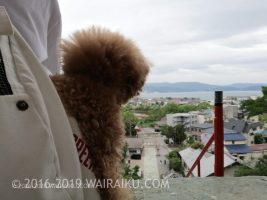 和歌浦天満宮 ペット