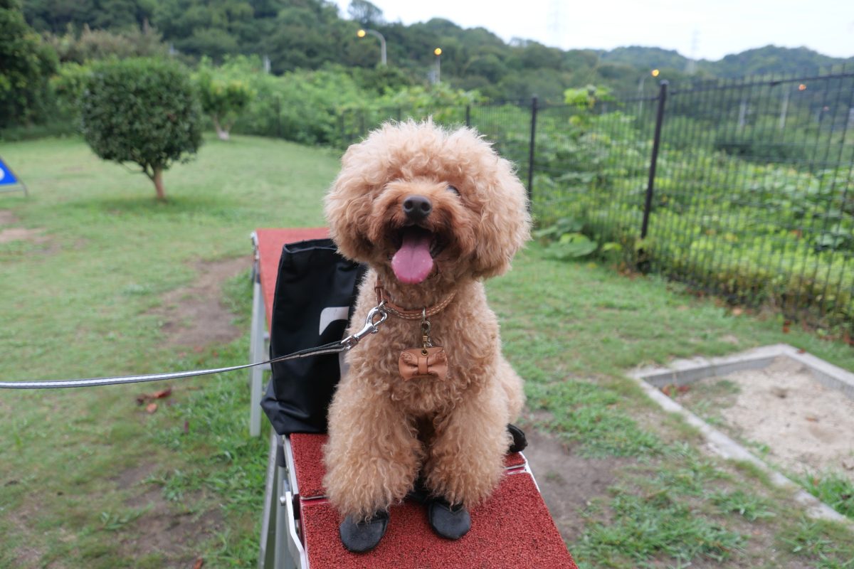 鴻之池サービスエリアのドッグランで休憩するトイプードル