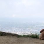 高屋神社とトイプードル