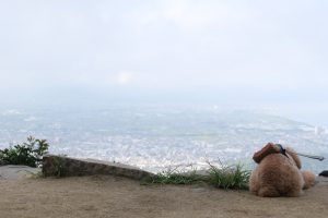 高屋神社とトイプードル