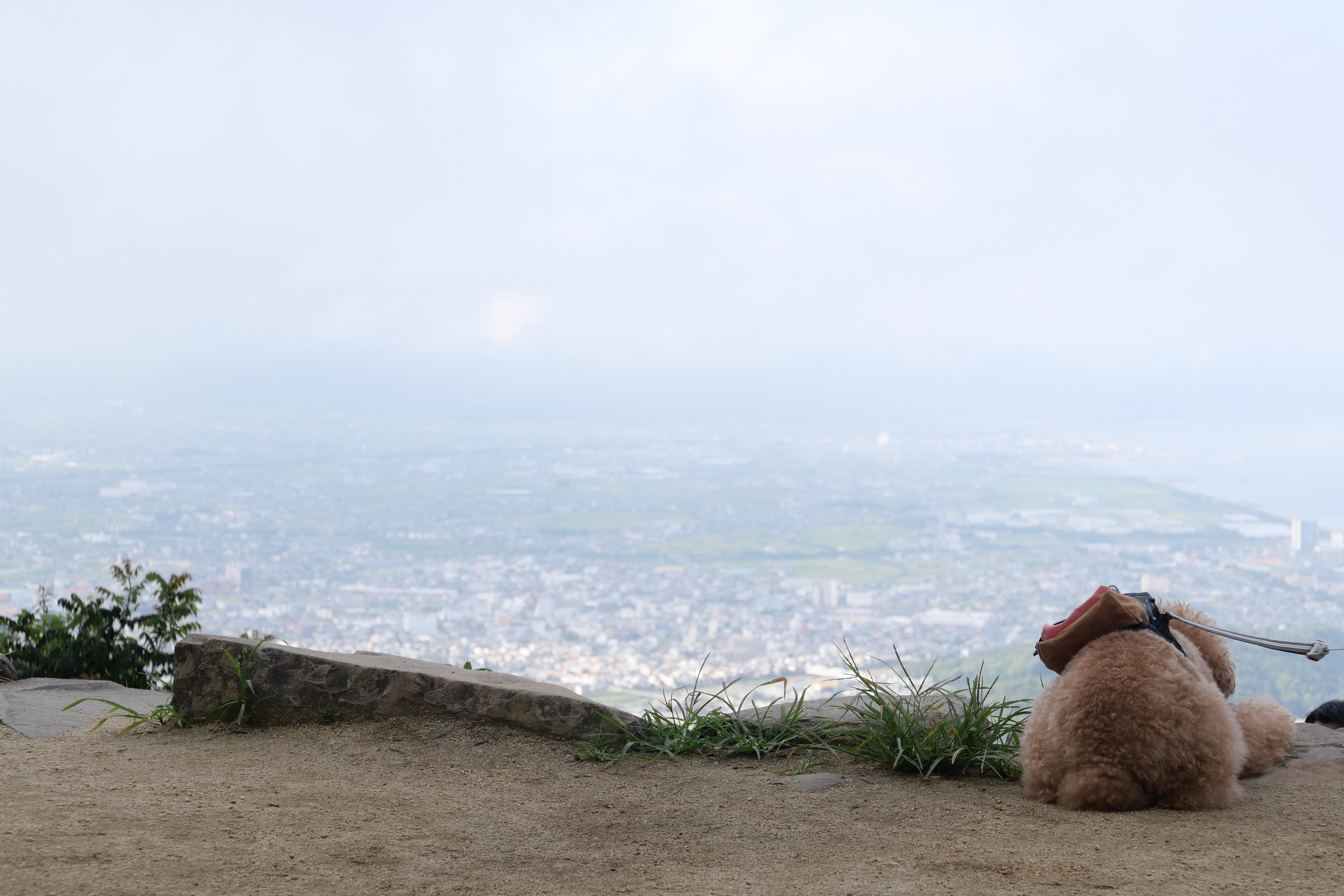 高屋神社とトイプードル