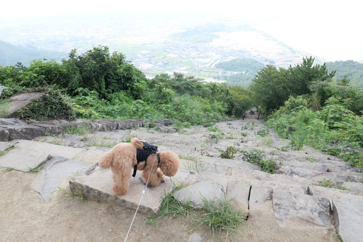 高屋神社の参道