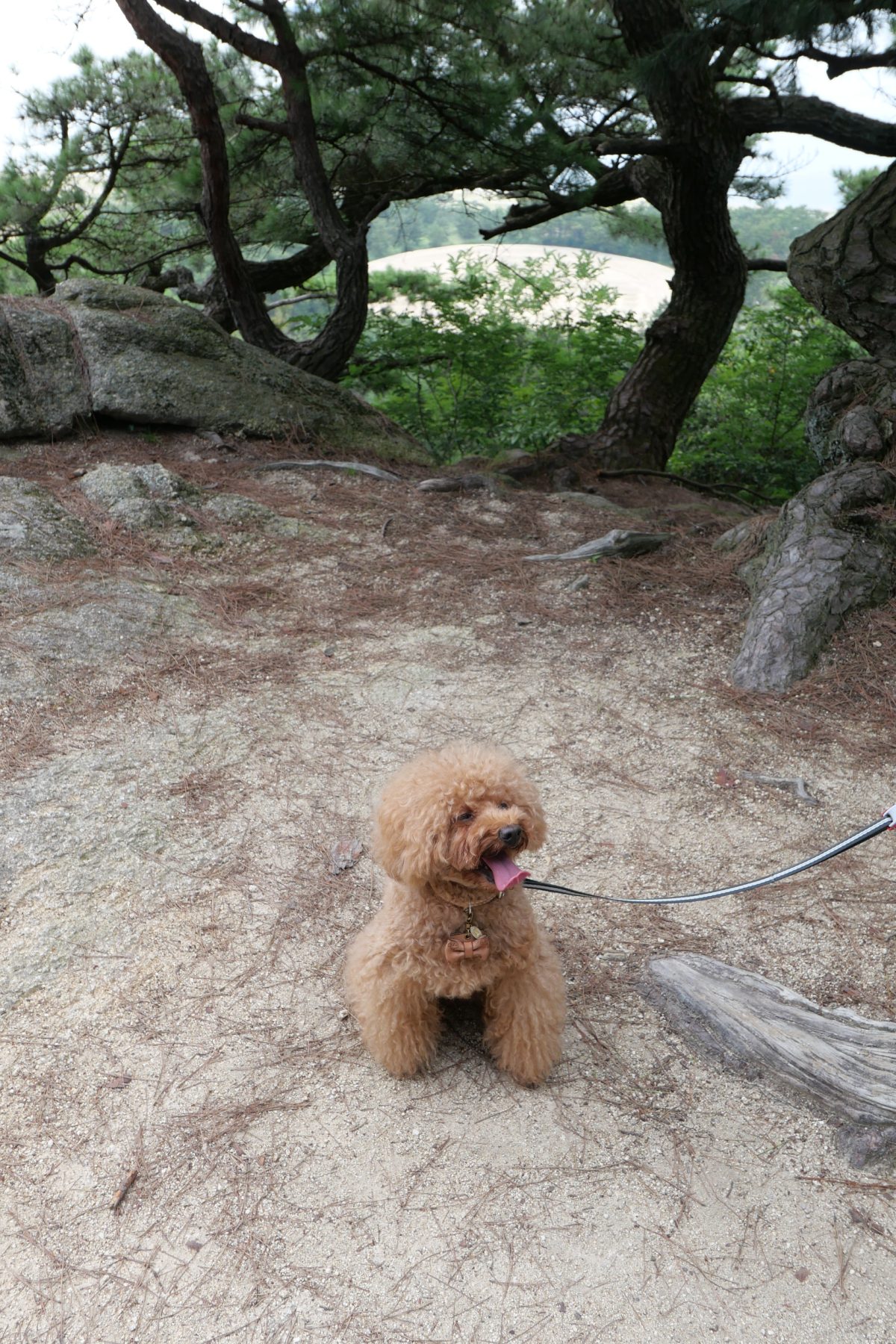 銭形砂絵とトイプードル