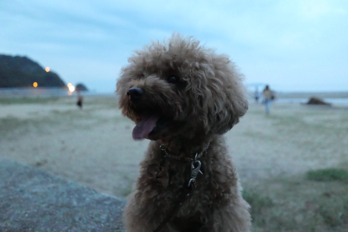 父母ヶ浜とトイプードル