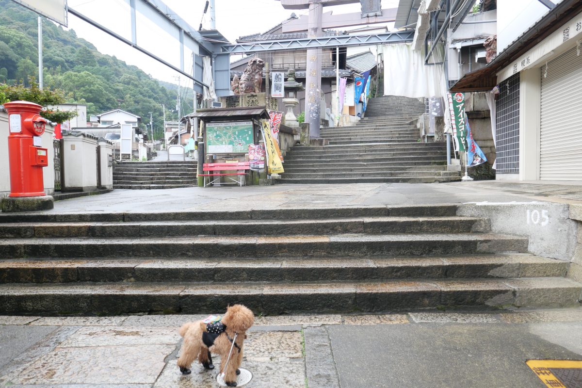 金刀比羅宮表参道とトイプードル