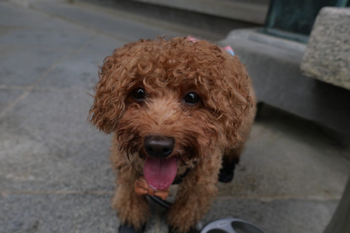 こんぴらさんで雨に浄化されたかもしれないトイプードル