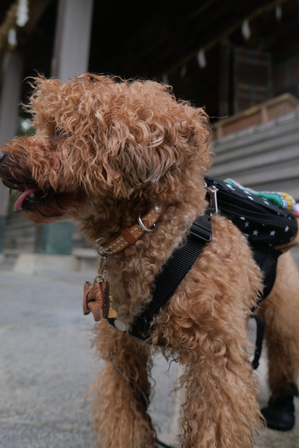 こんぴらさんを登りきったトイプードル