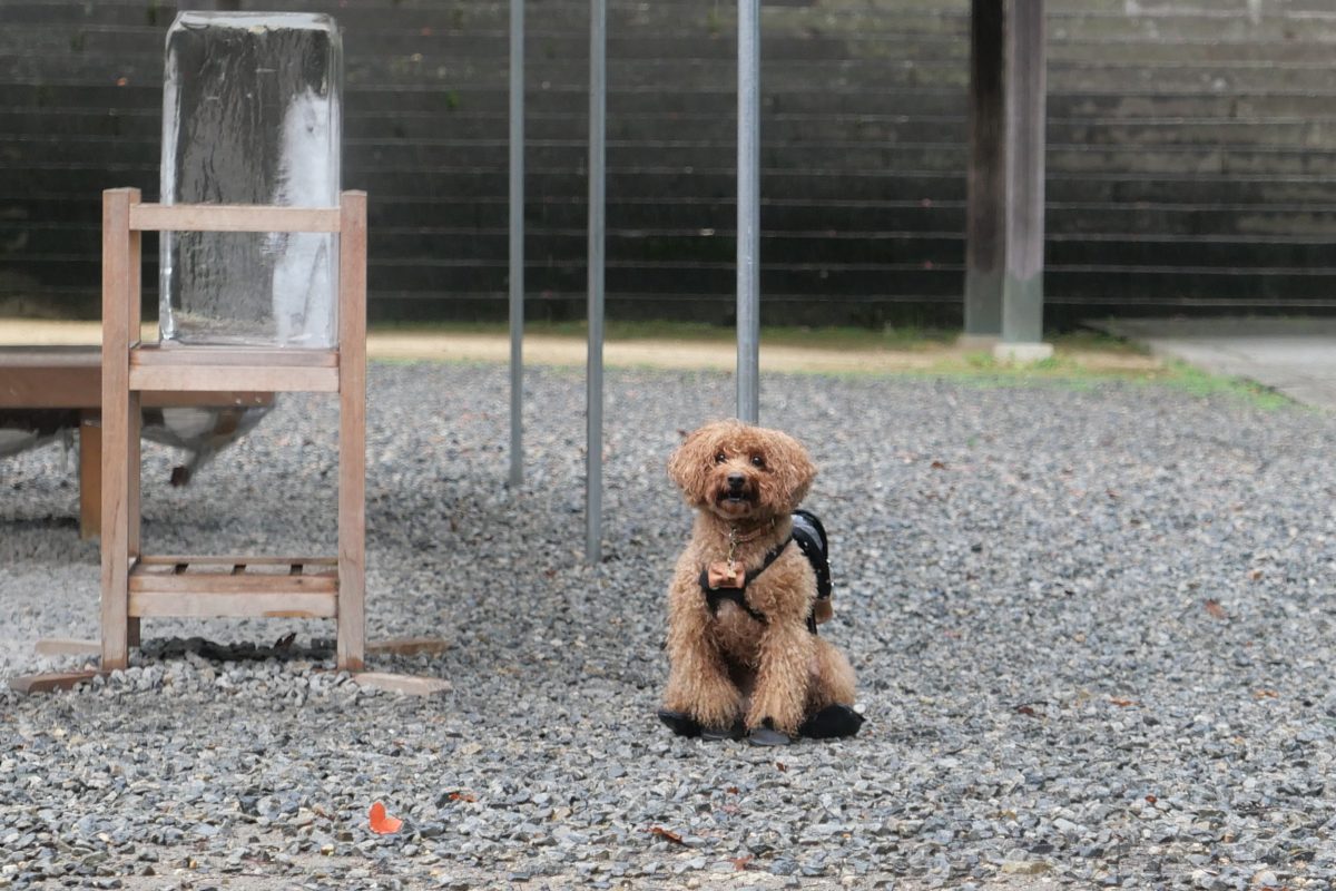 金刀比羅宮で御朱印をもらう飼い主を待つトイプードル