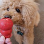 足を舐める犬 コング