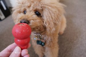 愛犬の足舐め防止にコングを試してみました ワイライク 愛犬の足舐め防止にコングを試してみました ワイライク