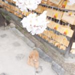 安部文殊院 桜 犬