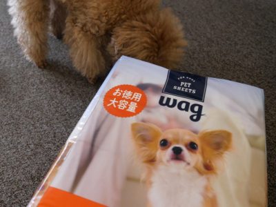 犬がいる部屋でアロマを楽しむなら気化式ディフューザーがおすすめ ワイライク