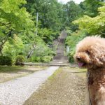 石塔寺 犬連れ