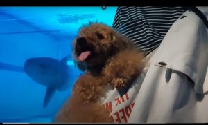 志摩マリンランド 犬連れ