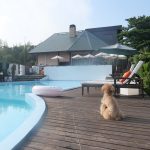 フィオーレ志摩 犬