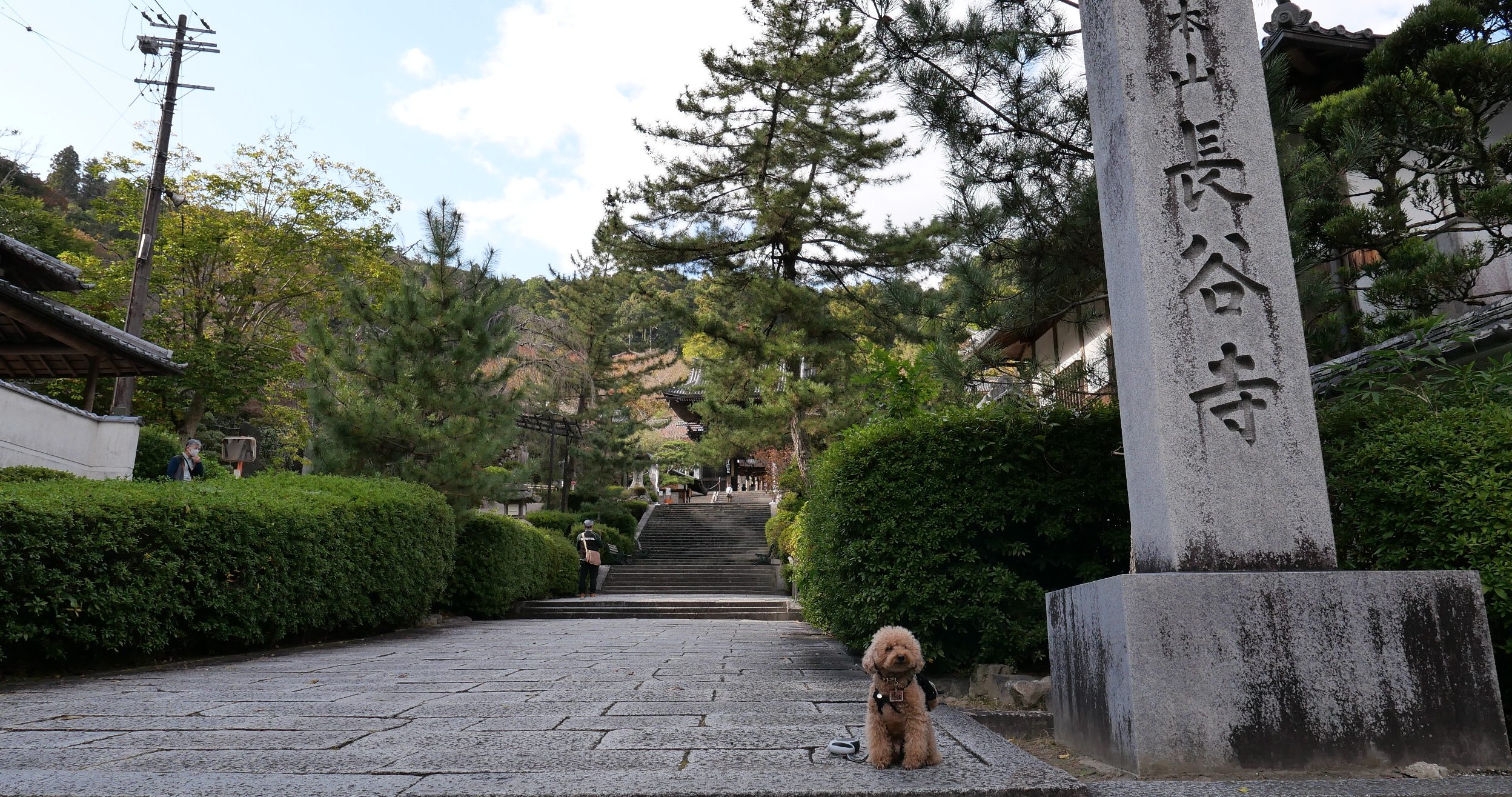 長谷寺　犬連れ