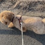 首輪にジョイントできるハーネス