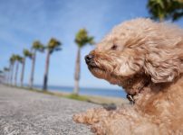 マリーナ河芸 犬