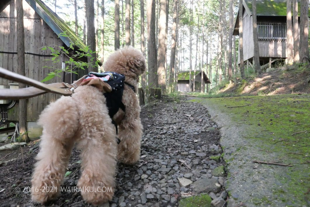 ユノカフェ ドッグラン