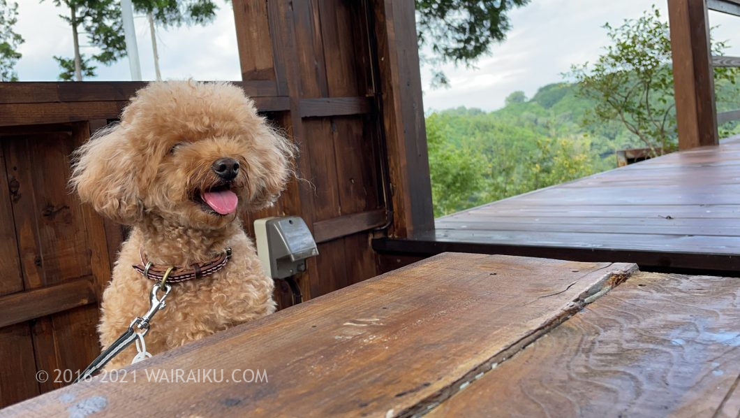ユノカフェ 犬連れ