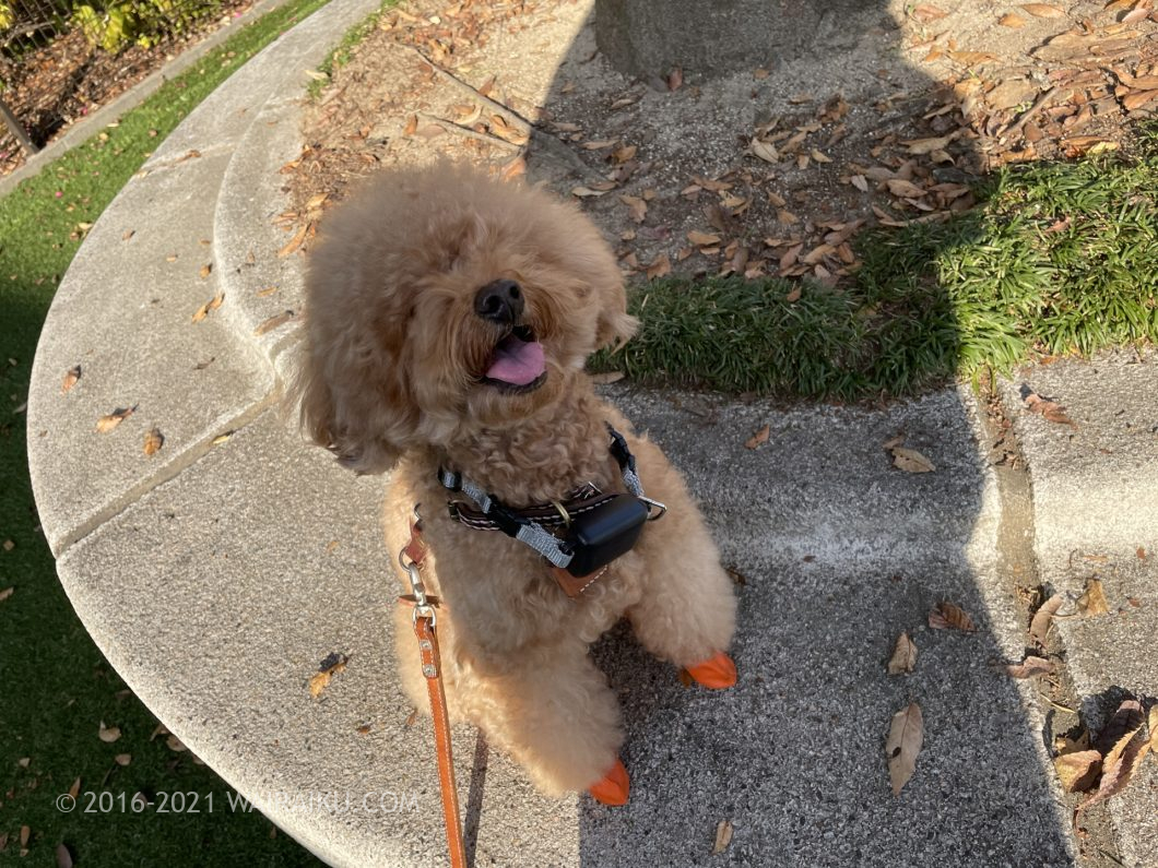 犬の散歩はこれだけ持って行けばオッケーなgogoleashをレビュー ワイライク 犬の散歩はこれだけ持って行けばオッケーなgogoleashをレビュー ワイライク