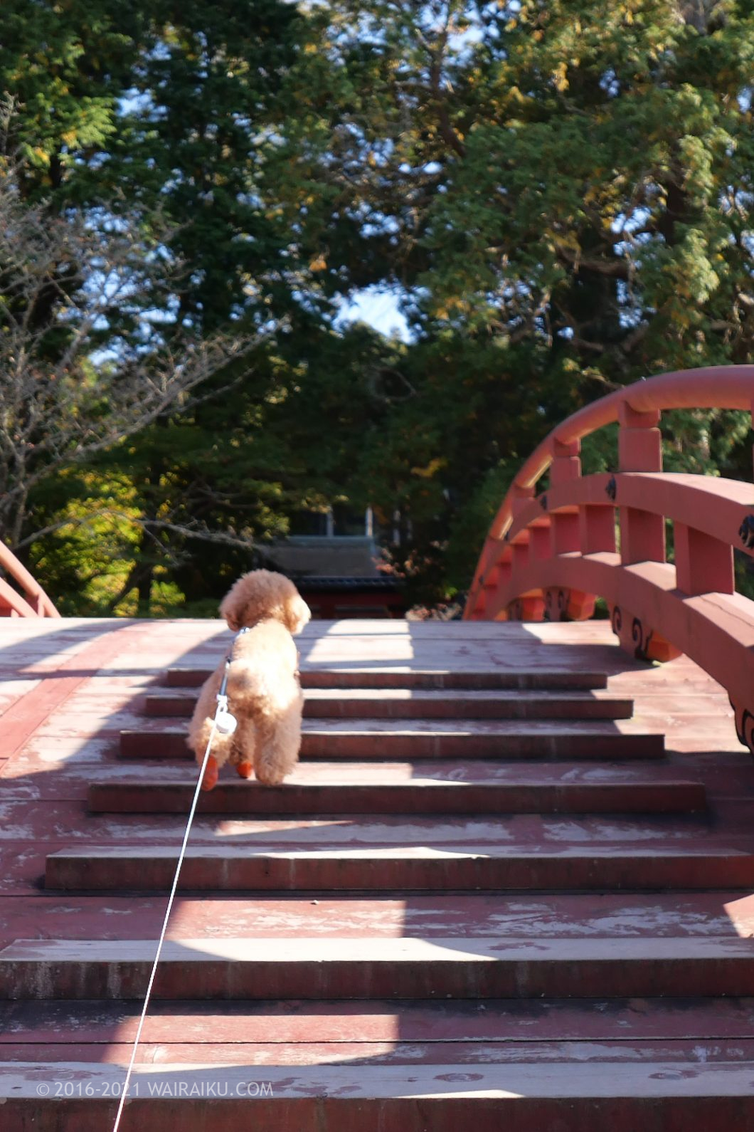 丹生都比売神社(にうつひめじんじゃ)輪橋 犬連れ