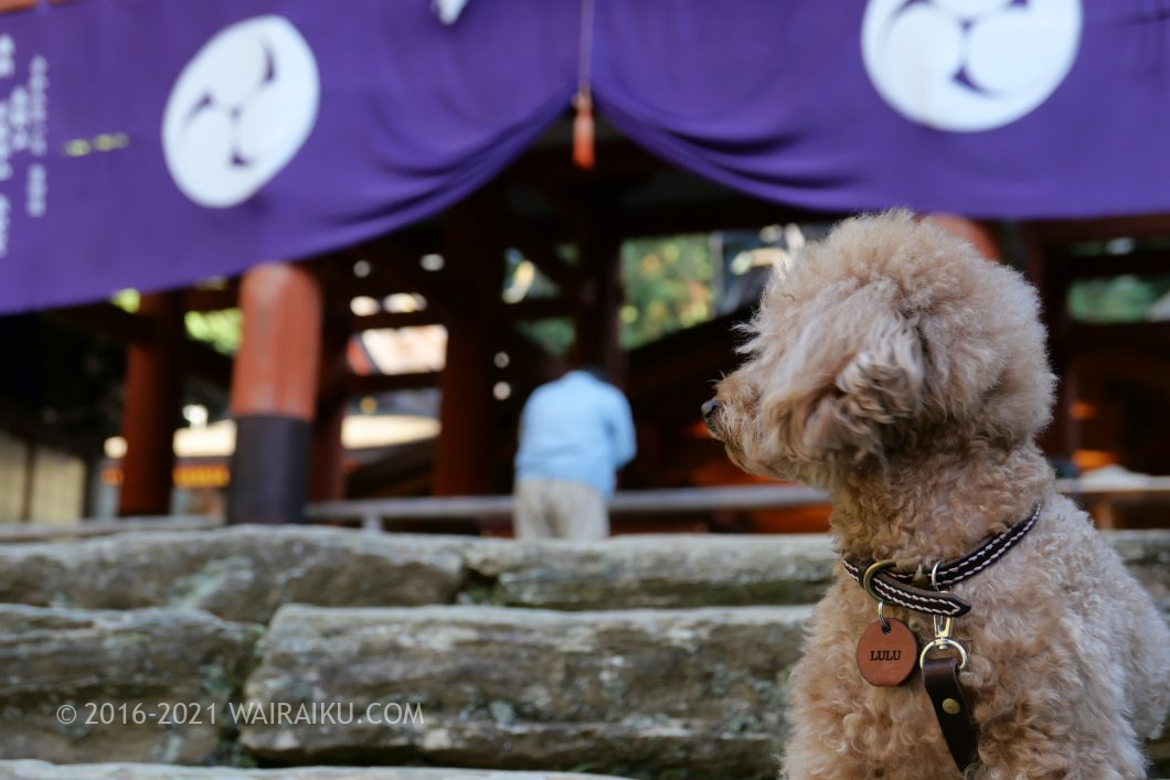 丹生都比売神社(にうつひめじんじゃ) 犬連れ