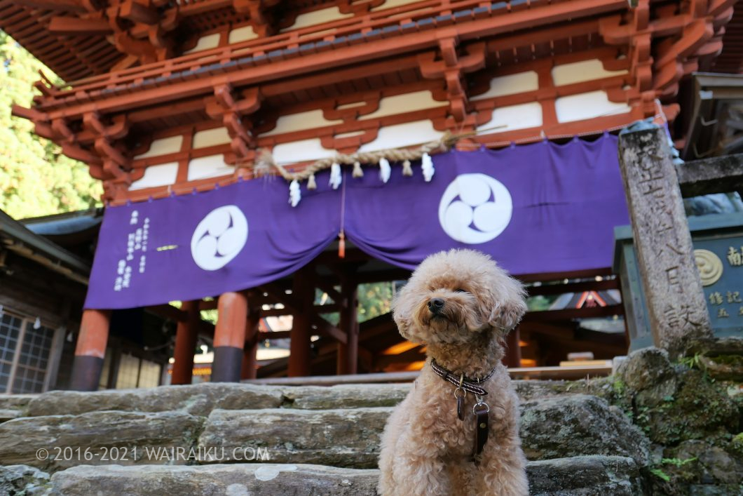 丹生都比売神社(にうつひめじんじゃ) 犬連れ
