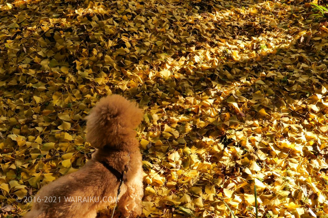 積田神社 犬連れ