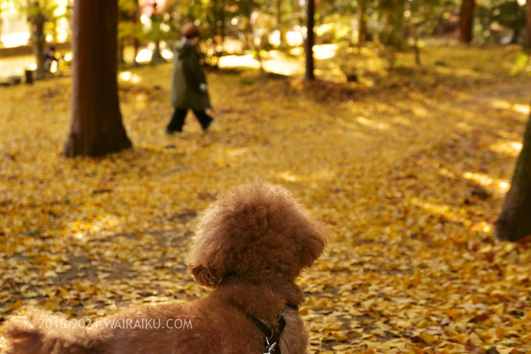 積田神社 犬連れ