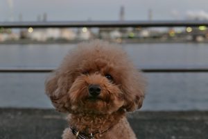 霞ケ浦緑地公園　四日市　工場夜景　犬連れ