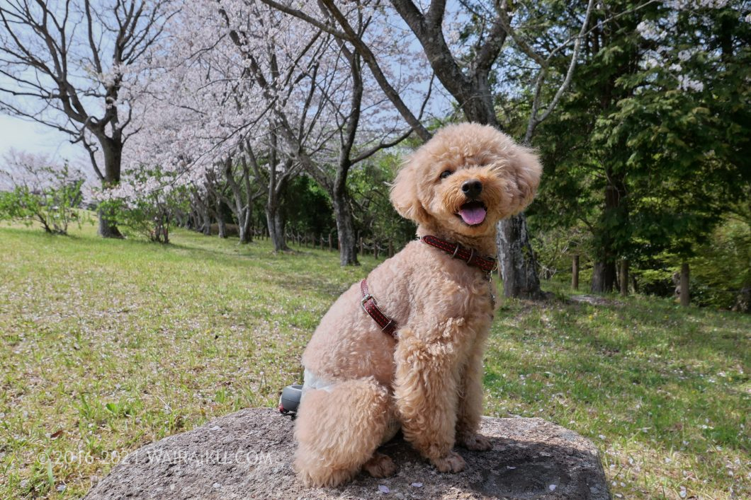 大仙山公園　犬連れ