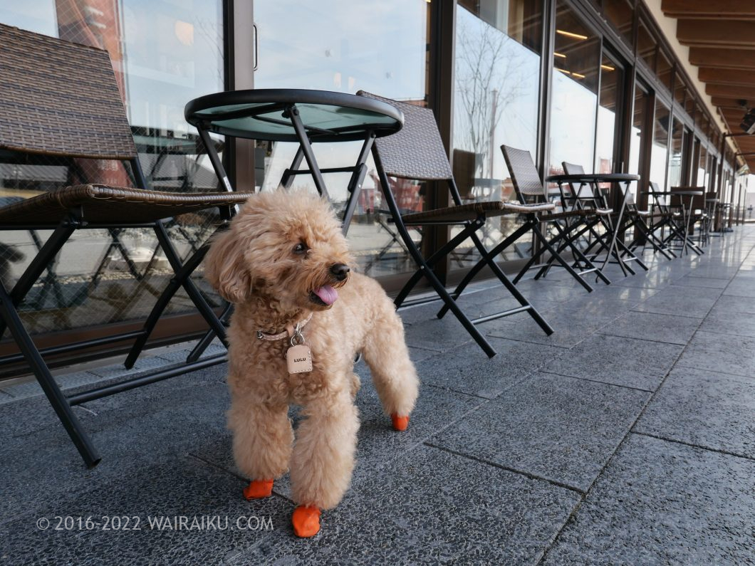 国営平城宮跡歴史 朱雀門ひろば 犬連れ