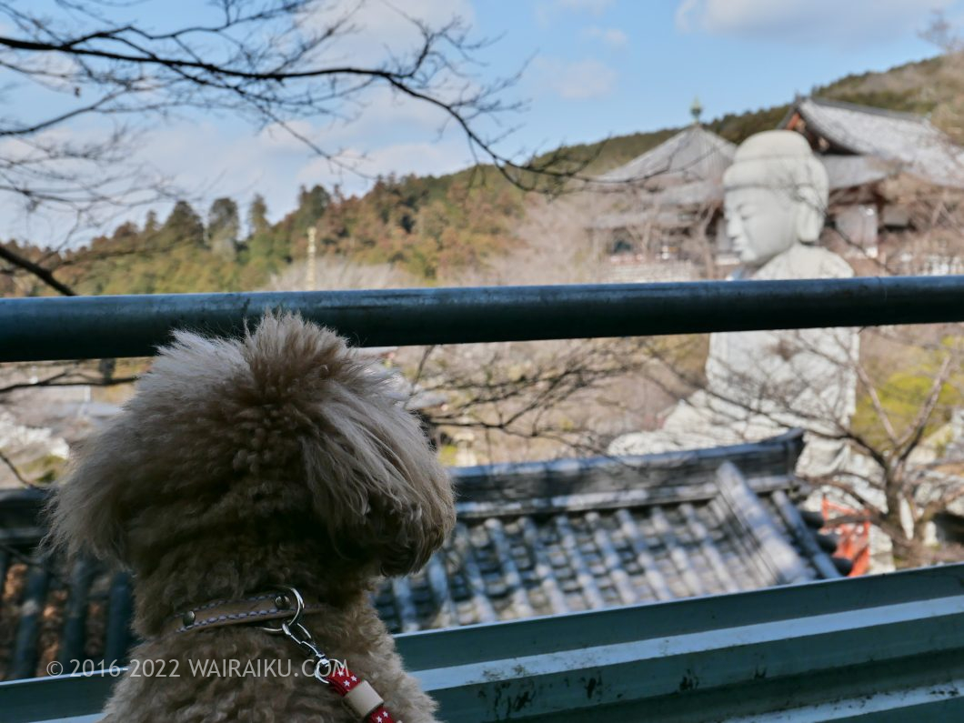 奈良県　犬とお出かけ　壷坂寺